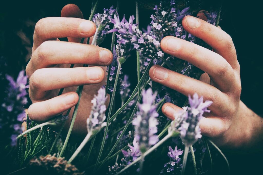 Hands grasping lavender flowers